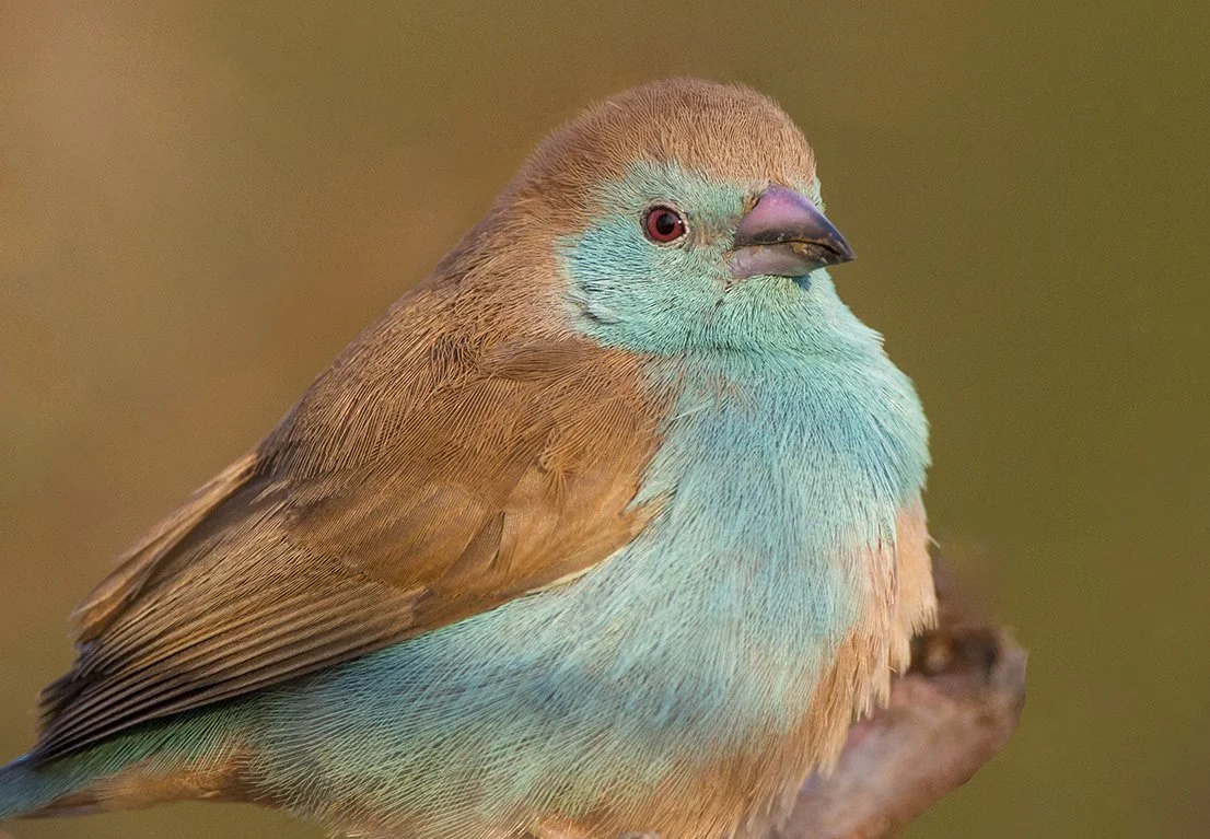 BLUE_WAXBILL_03.jpg