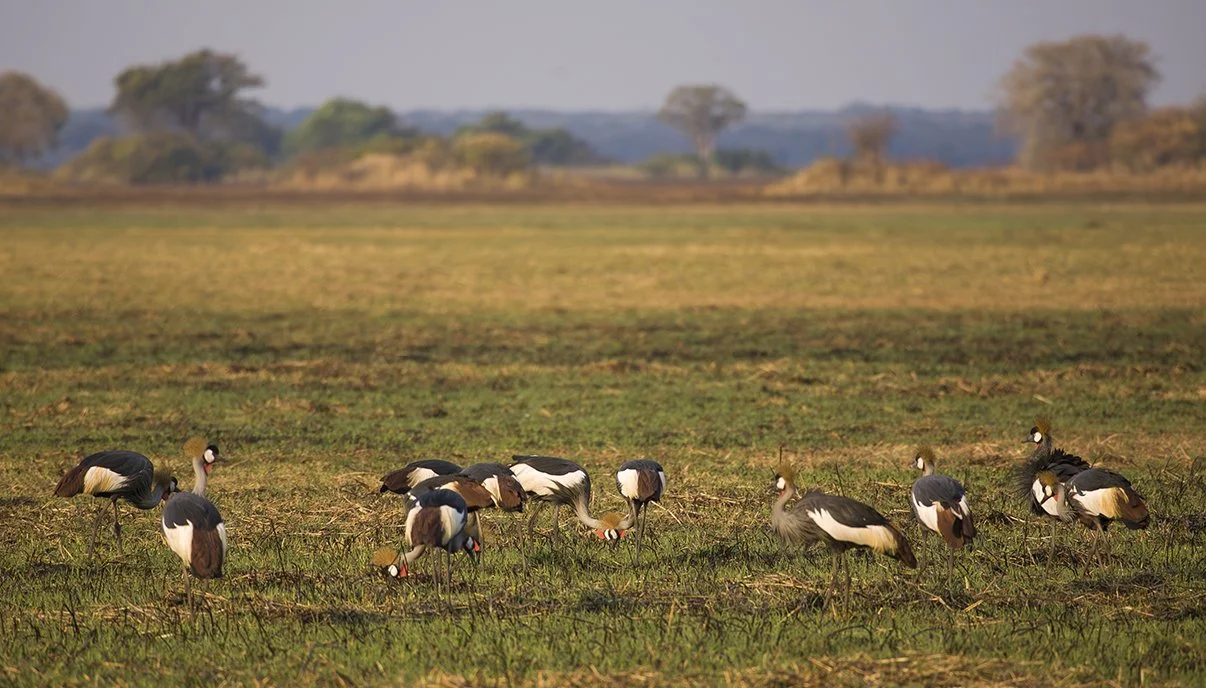 GREY_CROWNED_CRANE_03.jpg