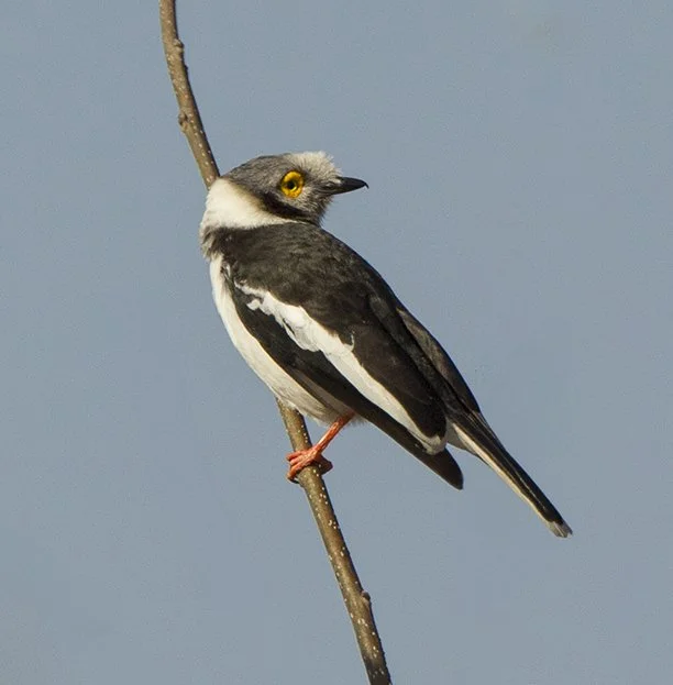 WHITE-CRESTED HELMETSHIRKE