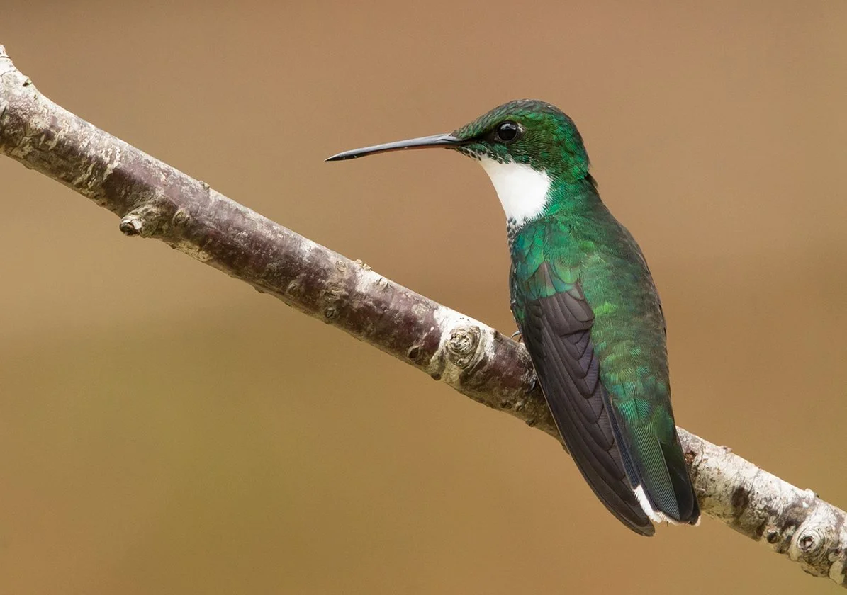 WHITE-THROATED HUMMINGBIRD_02.jpg