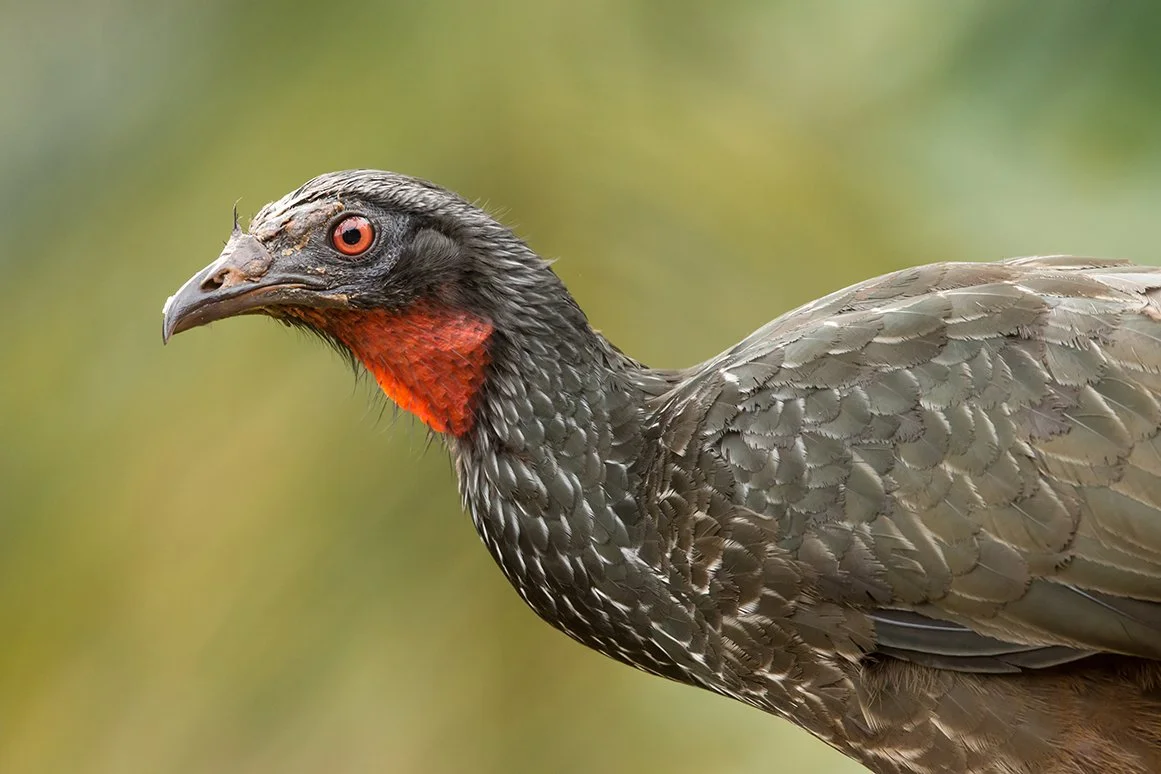 DUSKY_LEGGED_GUAN_02.jpg