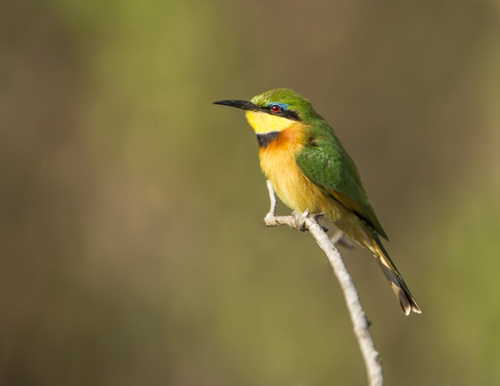 LITTLE_BEE_EATER_07.jpg