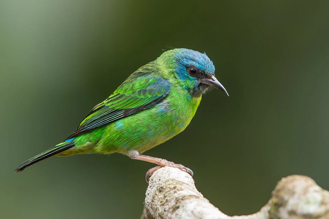 BLUE DACNIS_08.jpg