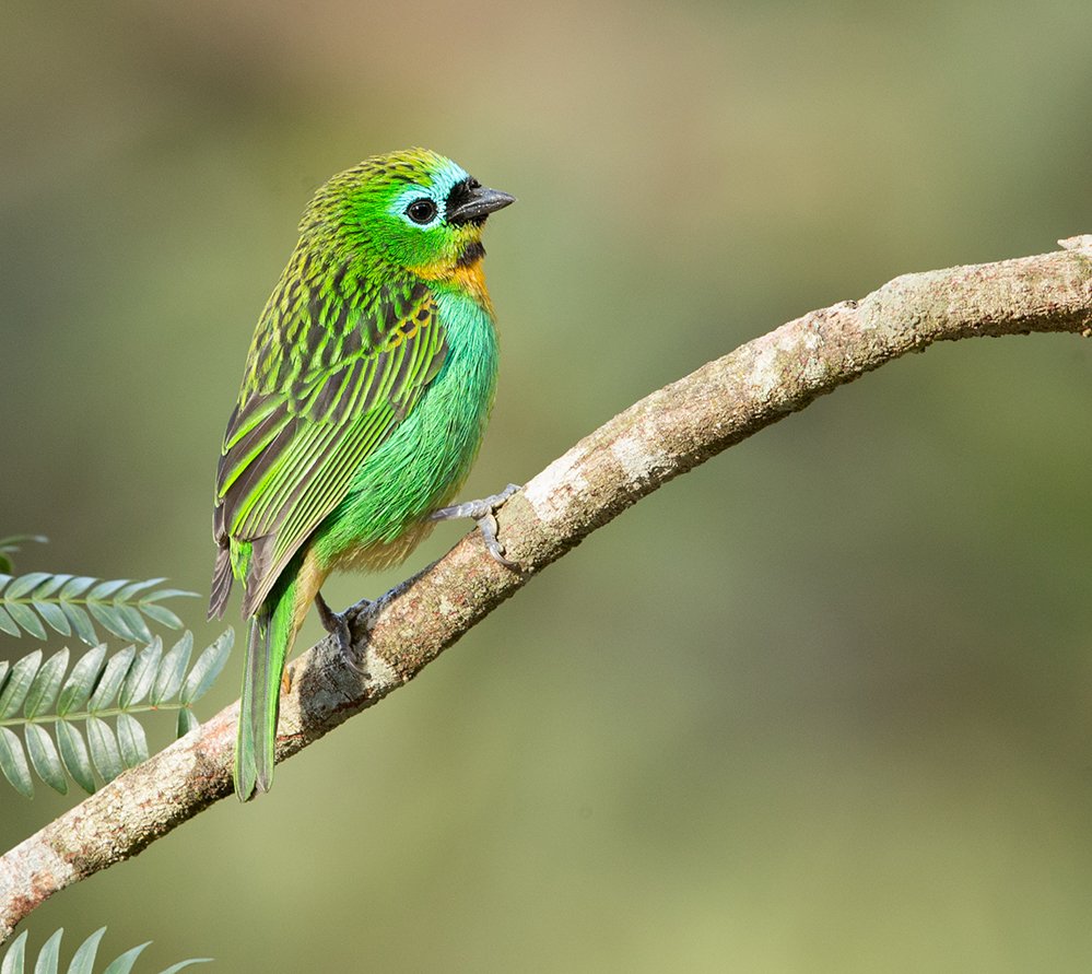 BRASSY-BREASTED TANAGER_08.jpg