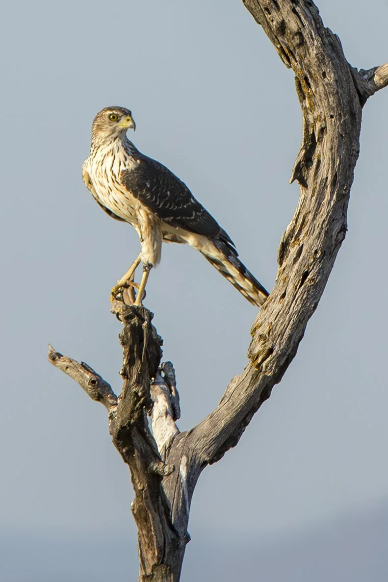 BLACK (GREAT) SPARROWHAWK