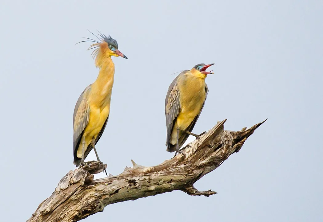 WHISTLING_HERON_02.jpg