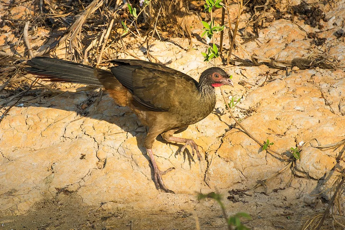 CHACO CHACALACA
