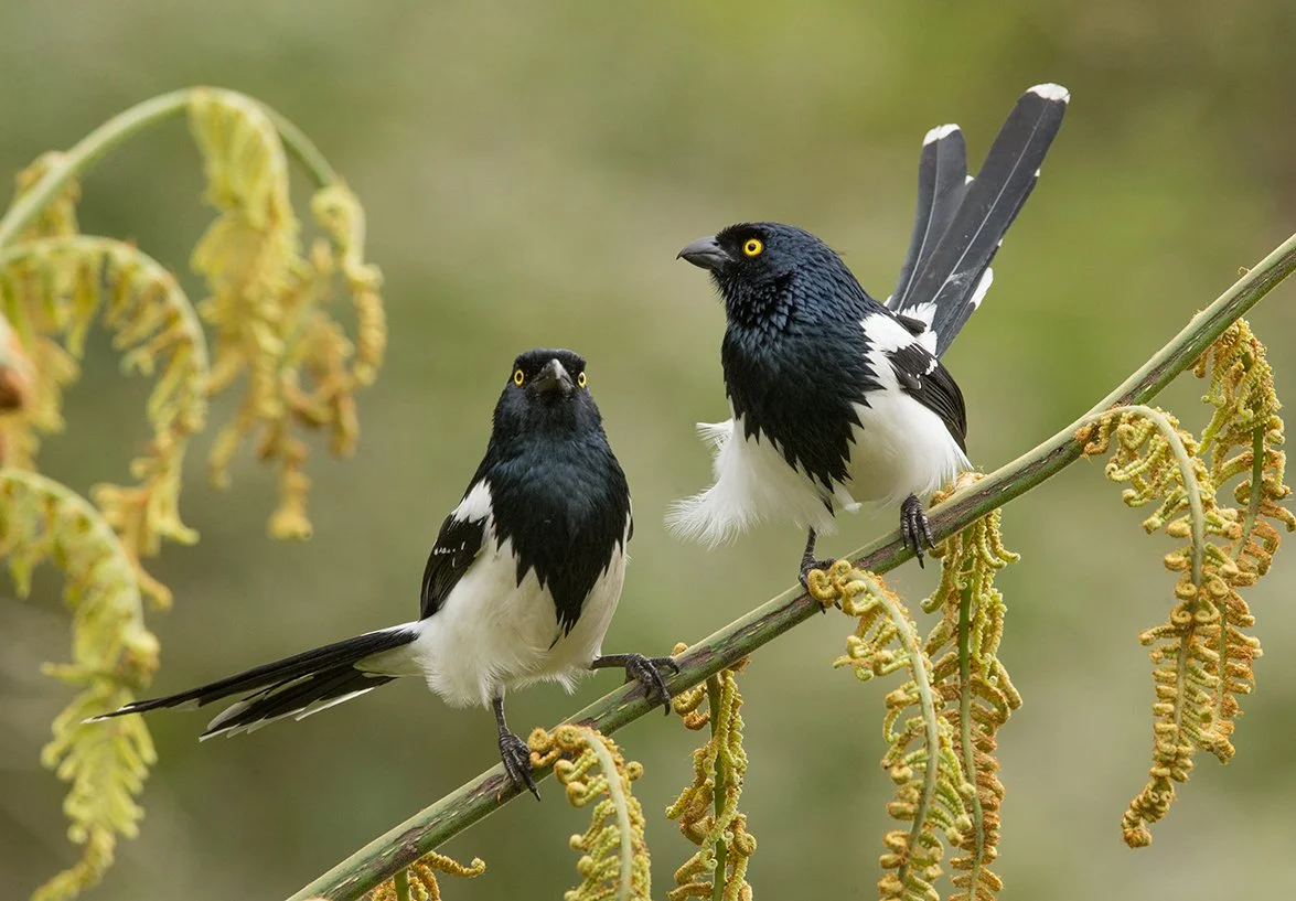 MAGPIE_TANAGER_05.jpg