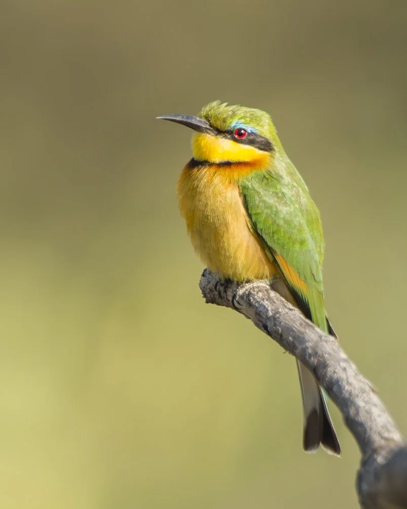 LITTLE_BEE_EATER_01.jpg