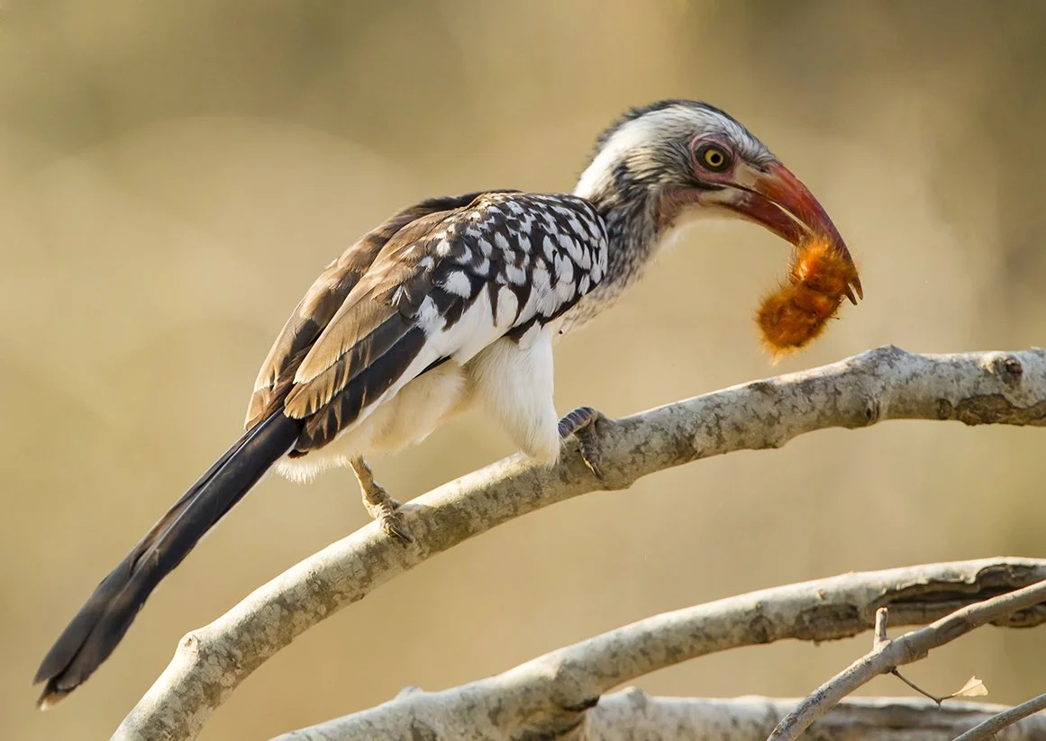 SOUTHERN_RED_BILLED_HORNBILL_01.jpg