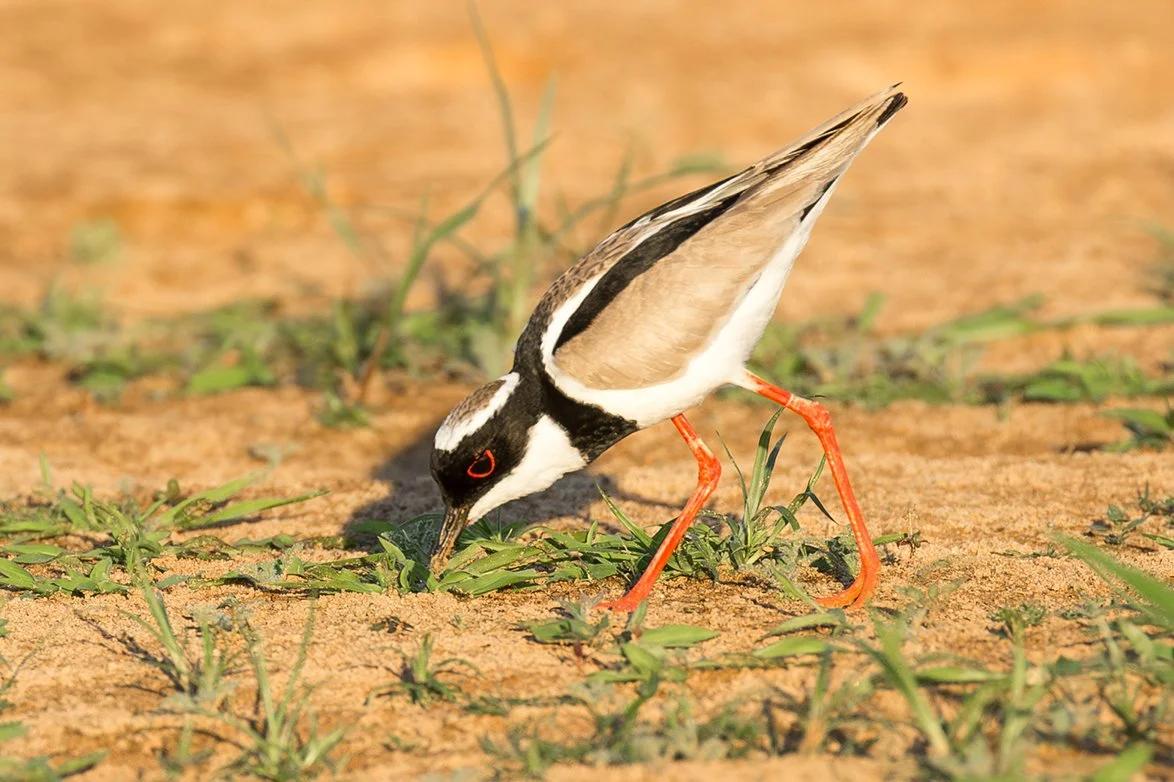 PIED_PLOVER_04.jpg