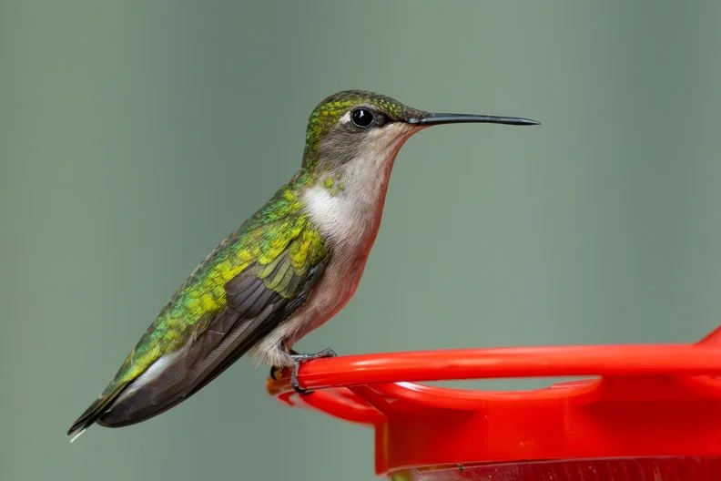 RUBY-THROATED HUMMINGBIRD