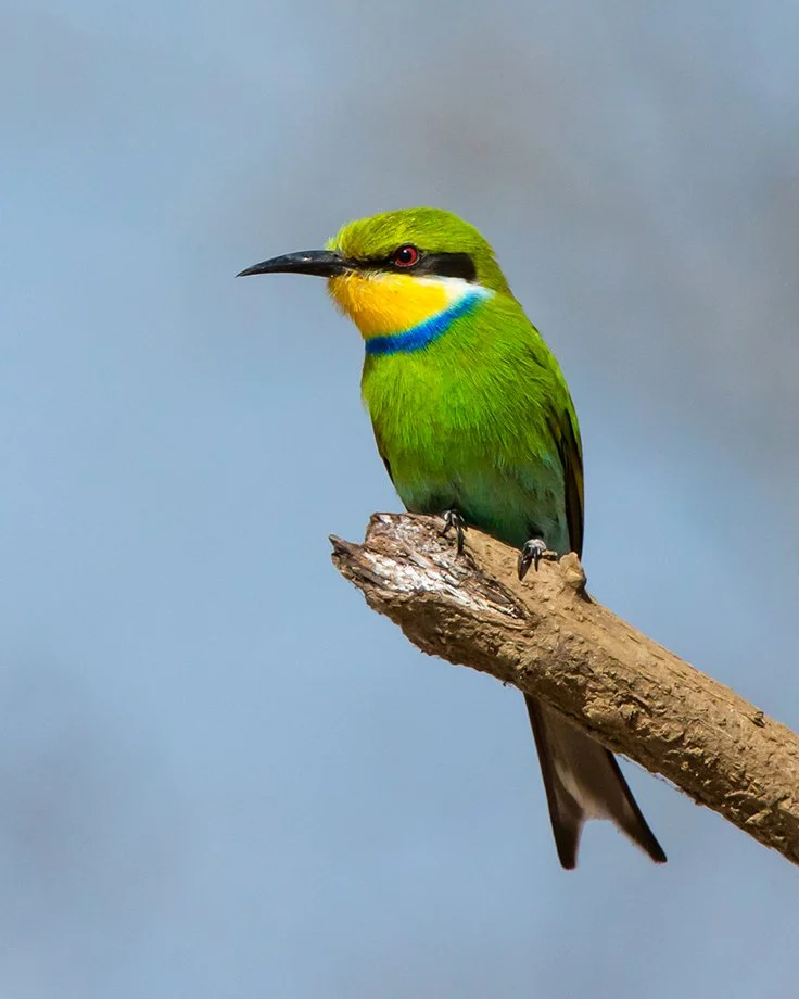 SWALLOW_TAILED_BEE_EATER_02.jpg
