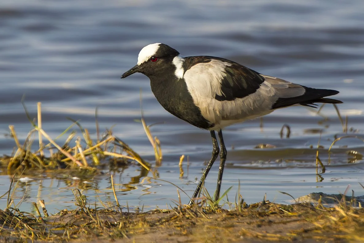 BLACKSMITH WAXBILL (PLOVER)