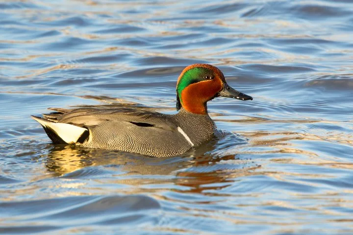 GREEN-WINGED TEAL