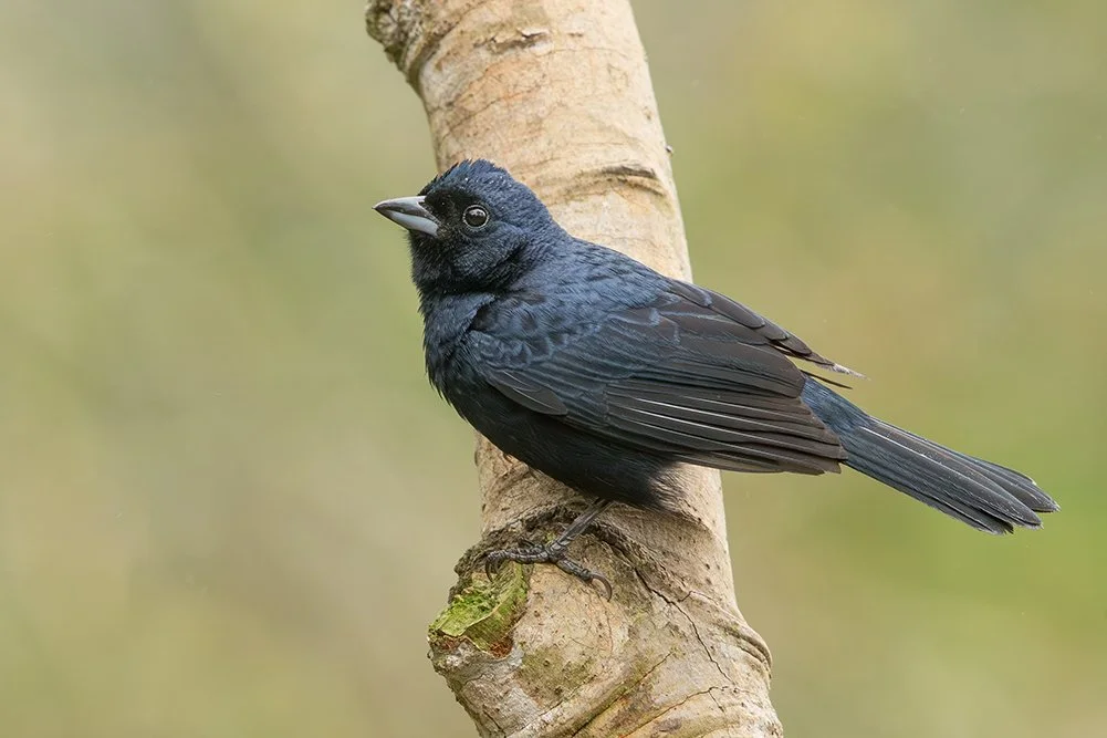 RUBY_CROWNED_TANAGER_10.jpg