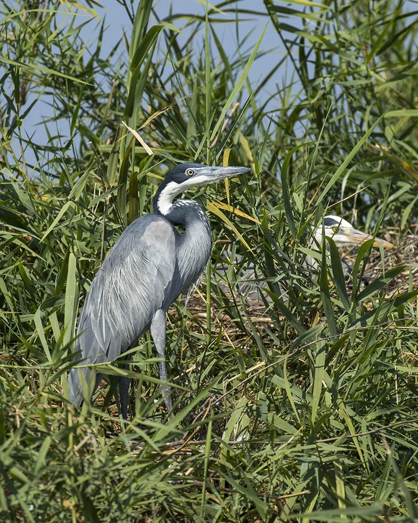BLACK-HEADED HERON