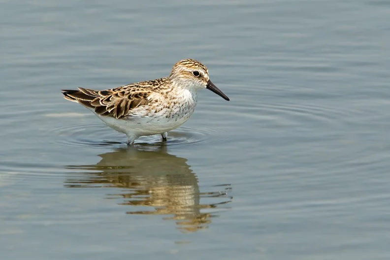 SEMIPALMATED SANDPIPER