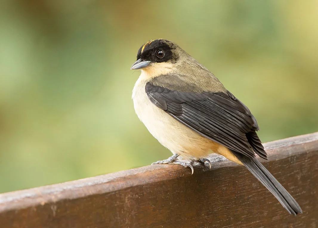 BLACK_GOGGLED_TANAGER_04.jpg