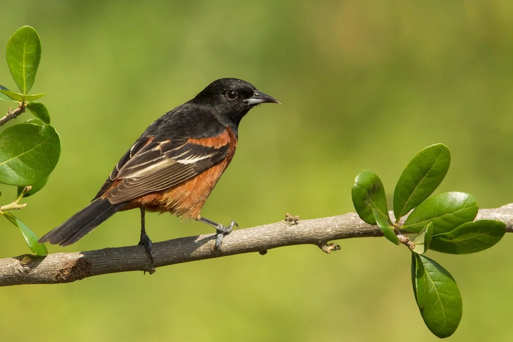 ORCHARD ORIOLE