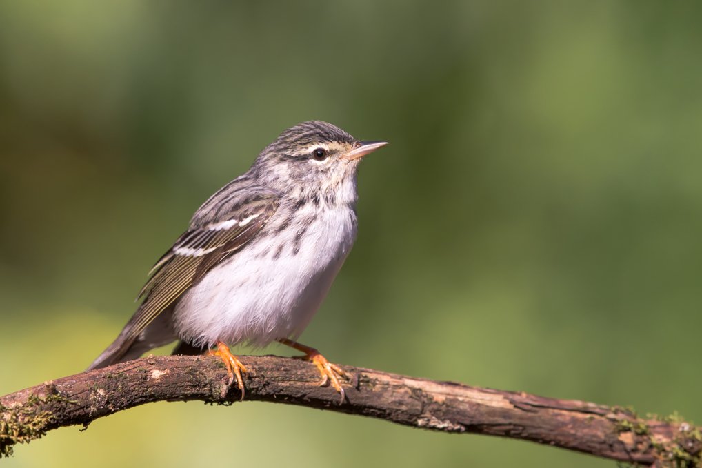 BLACKPOLL WARBLER