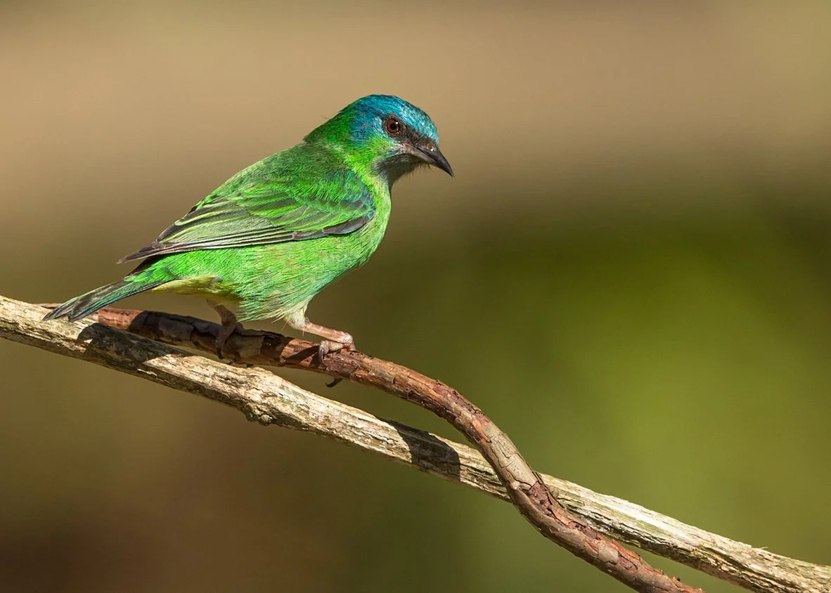 BLUE DACNIS_06.jpg