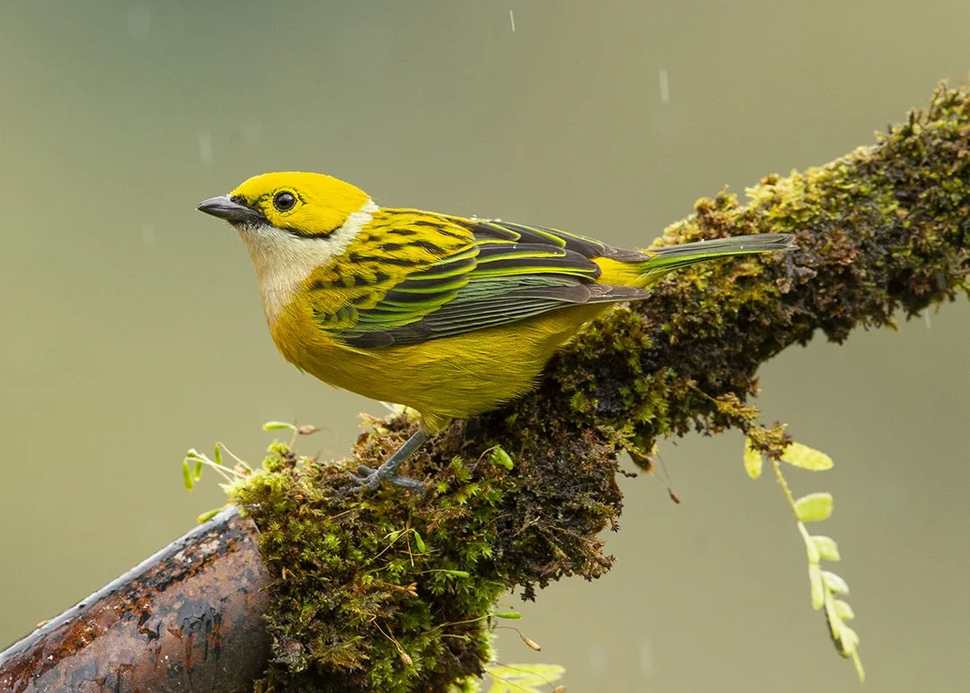 SILVER_THROATED_TANAGER_03.jpg