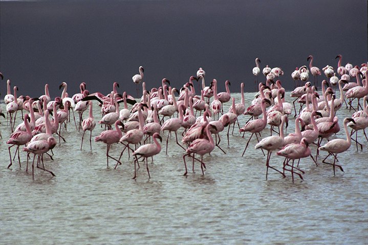LESSER_FLAMINGO_02.jpg
