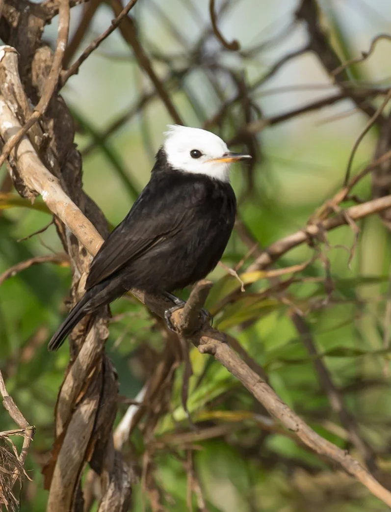 WHITE-HEADED MARSH TYRANT_02.jpg