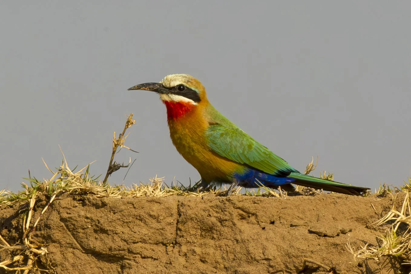 WHITE_FRONTED_BEE_EATER_01.jpg