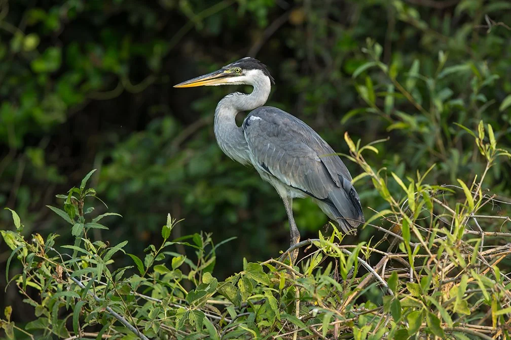 COCOI_HERON_03.jpg