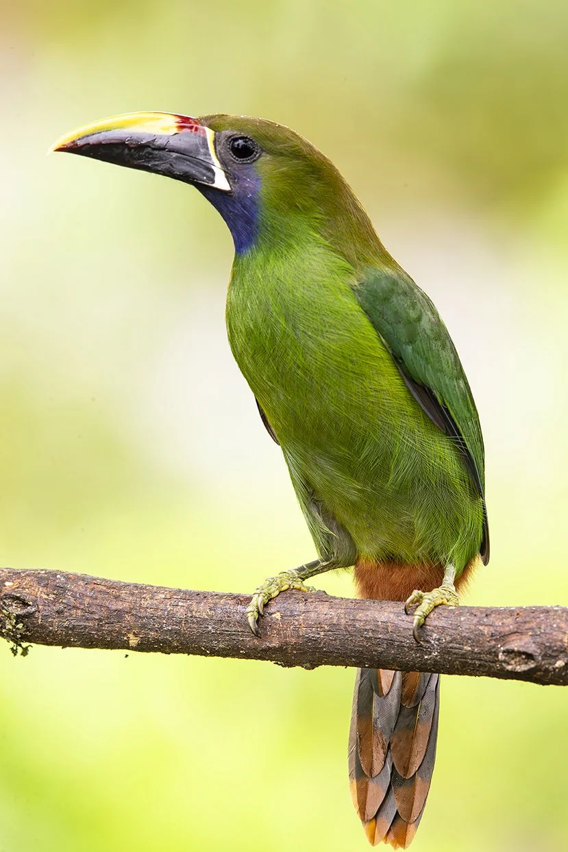 EMERALD_TOUCANET_03.jpg