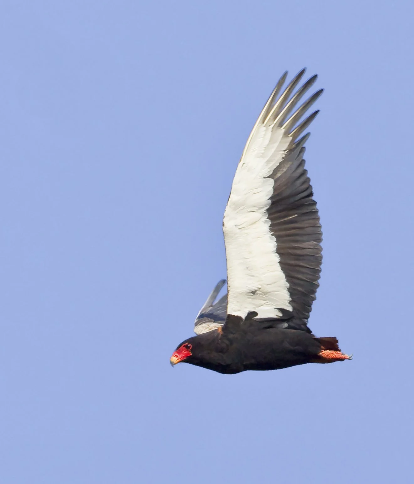 BATELEUR