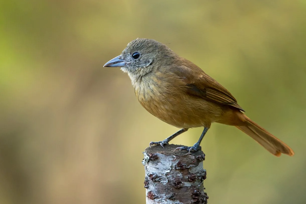 RUBY_CROWNED_TANAGER_08.jpg