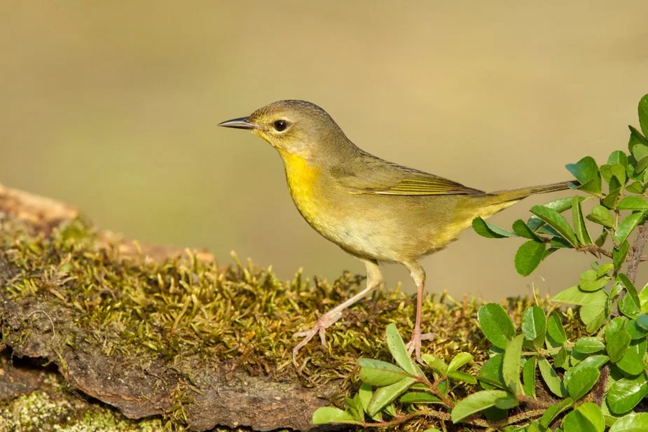 COMMON YELLOWTHROAT