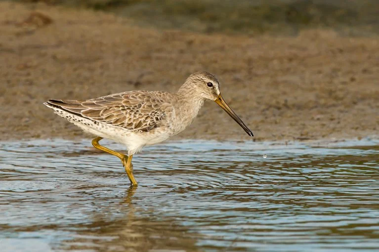 SHORT-BILLED DOWITCHER