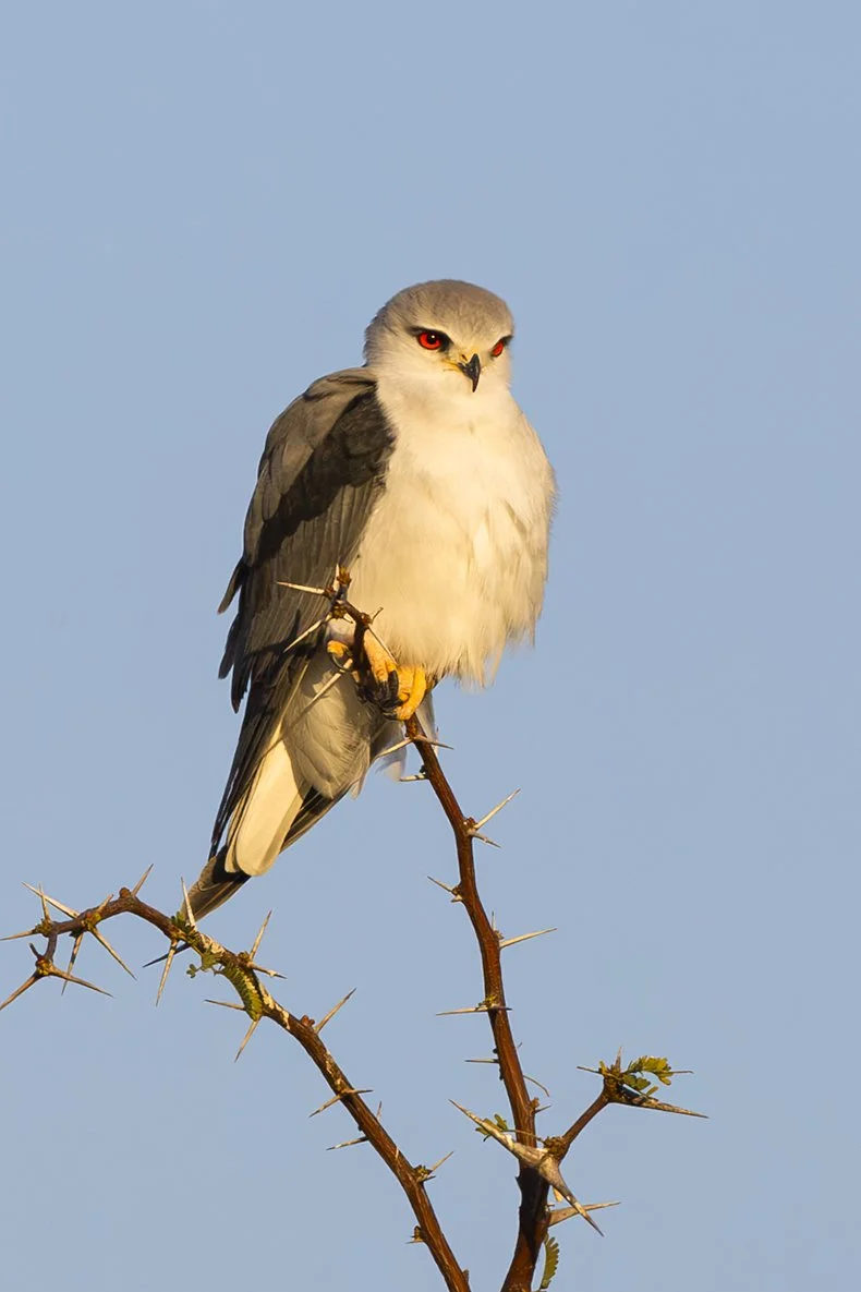 BLACK-SHOULDERED KITE
