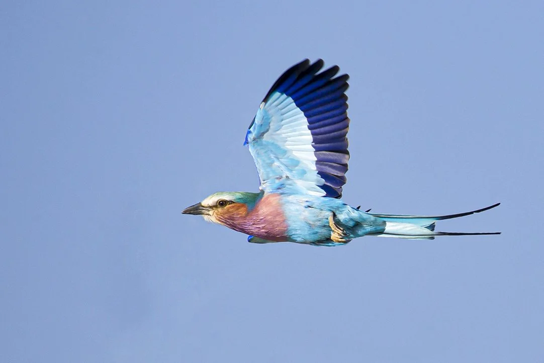 LILAC_BREASTED_ROLLER_07.jpg