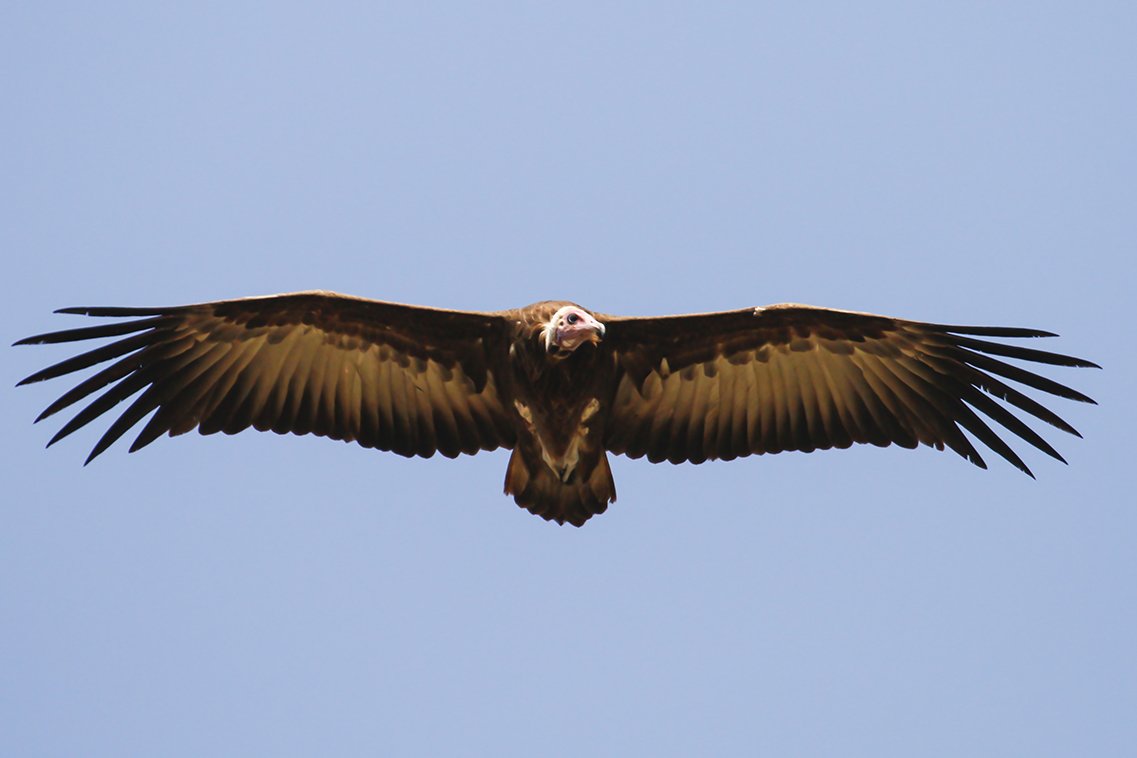 LAPPET_FACED_VULTURE_15.jpg