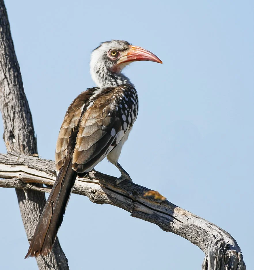 SOUTHERN RED-BILLED HORNBILL