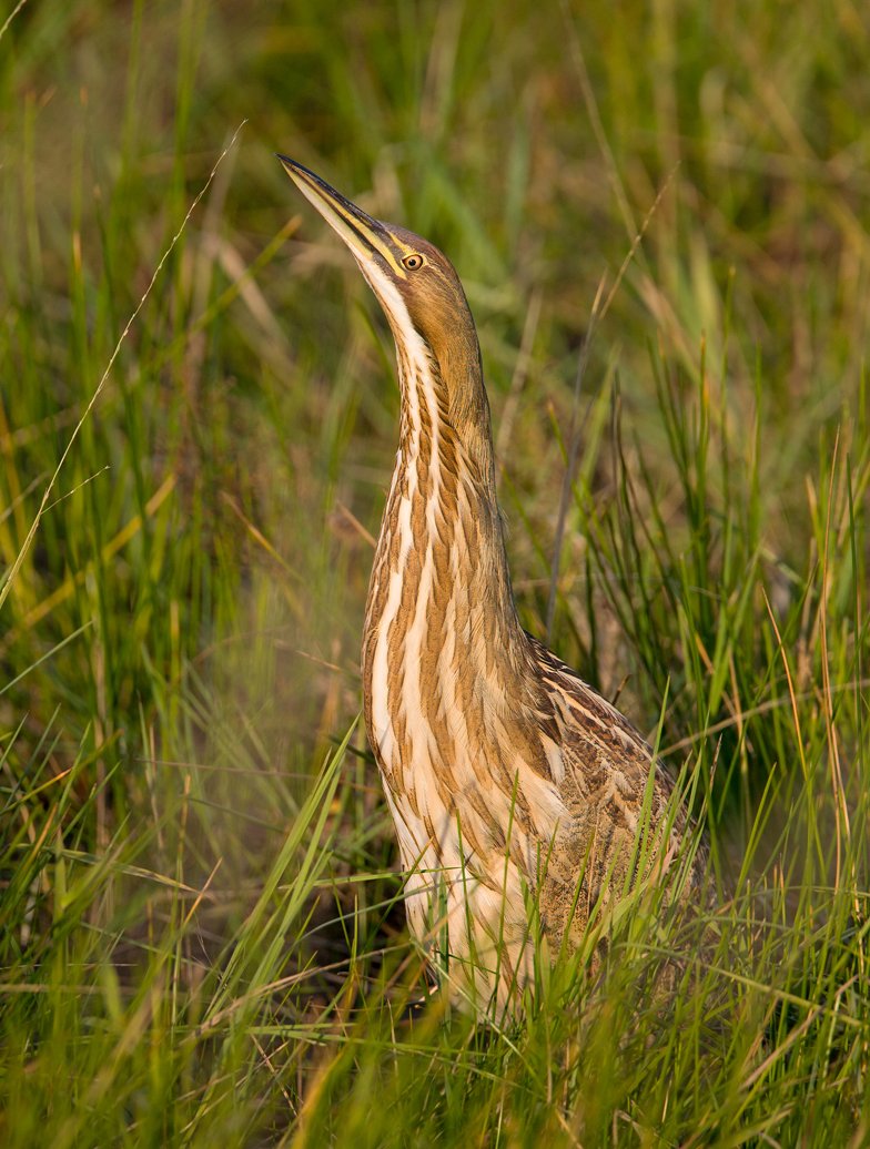 AMERICAN BITTERN