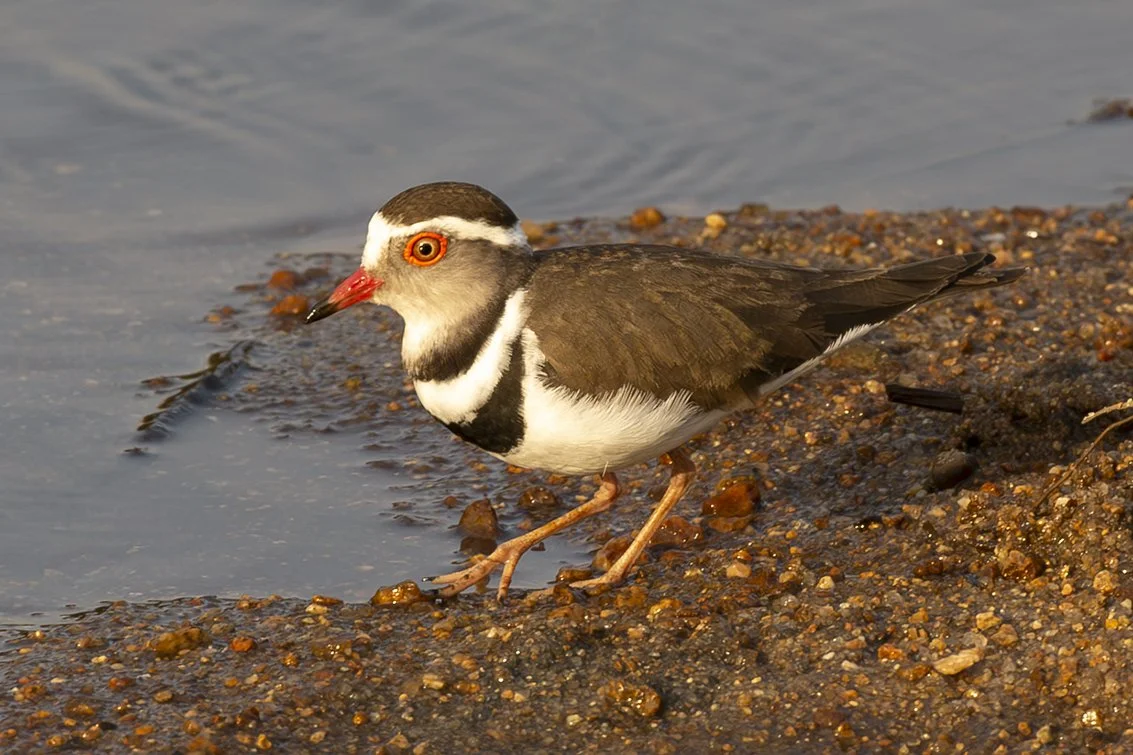 THREE_BANDED_PLOVER_03.jpg