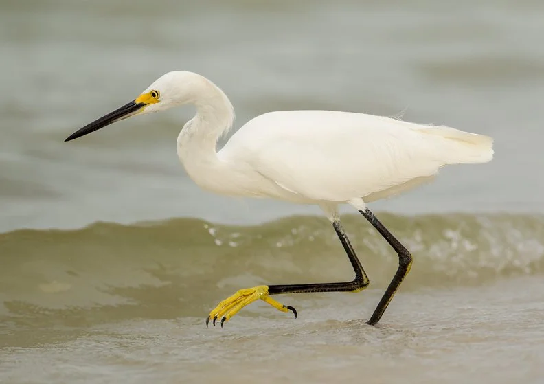 SNOWY EGRET