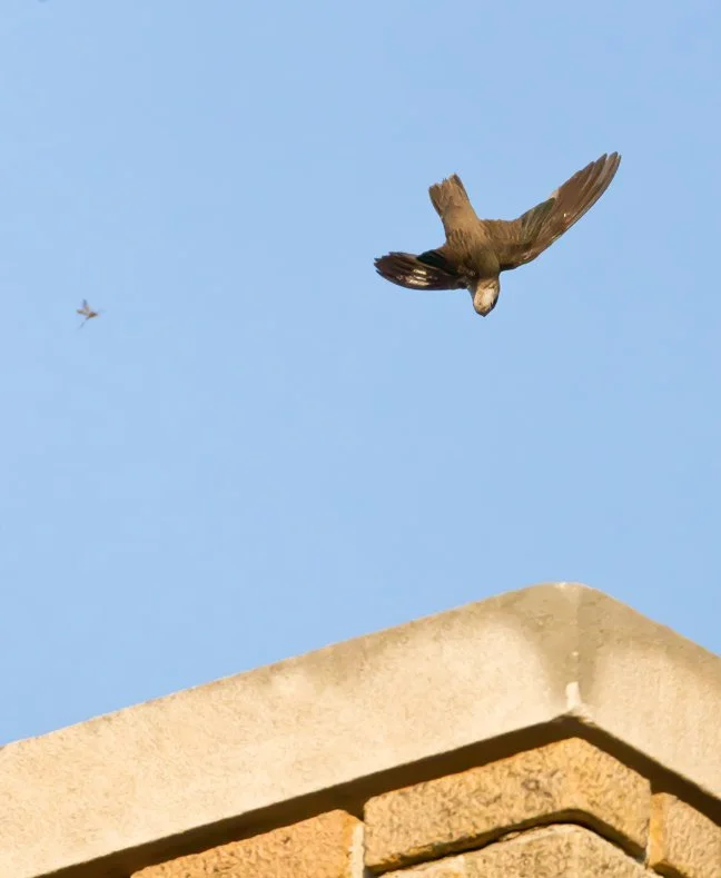 CHIMNEY SWIFT
