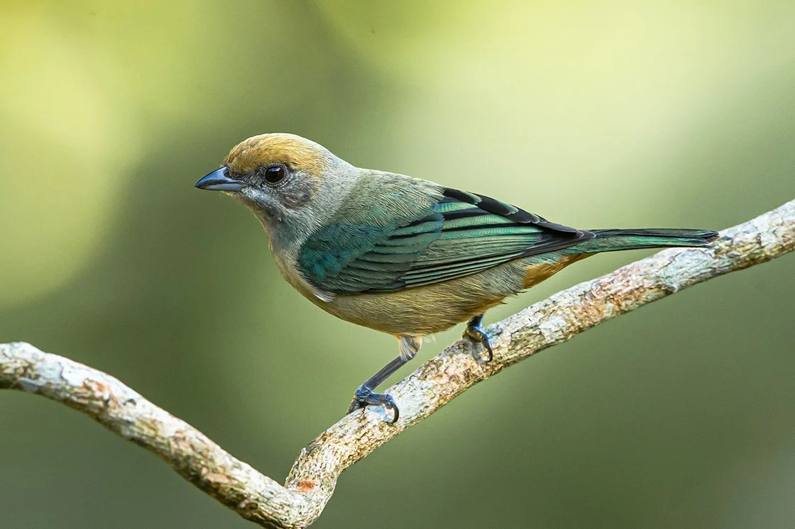 BURNISHED-BUFF TANAGER_06.jpg