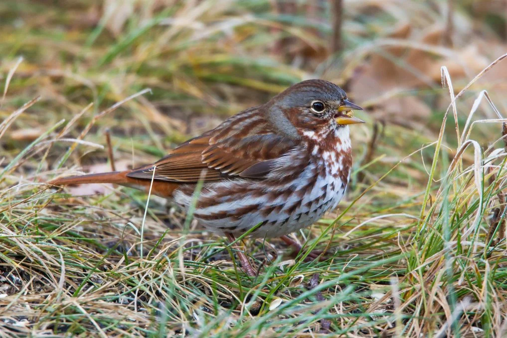 FOX SPARROW