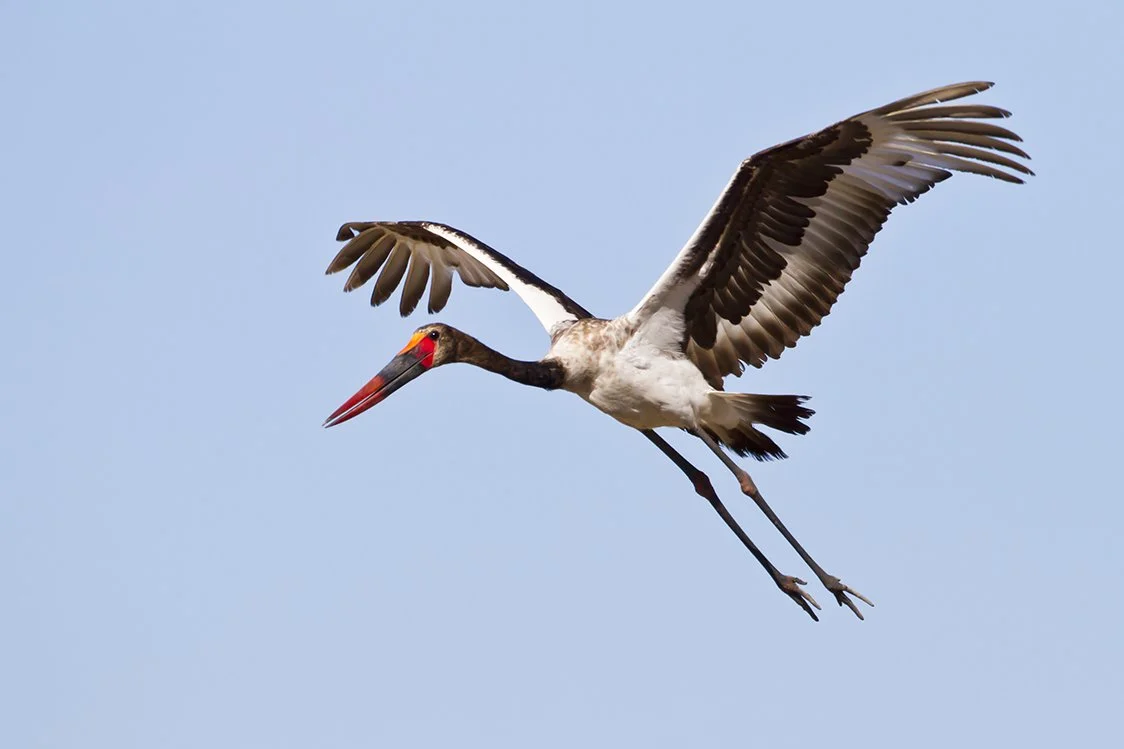 SADDLE_BILLED_STORK_20.jpg