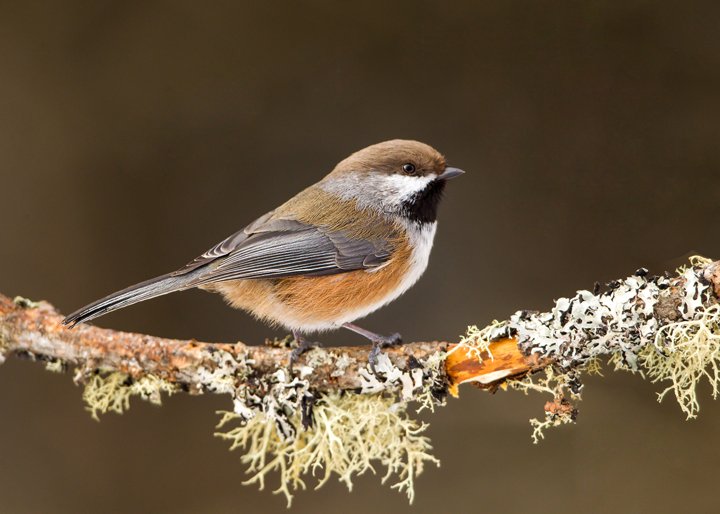 BOREAL CHICKADEE