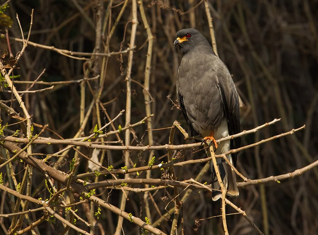 SNAIL KITE