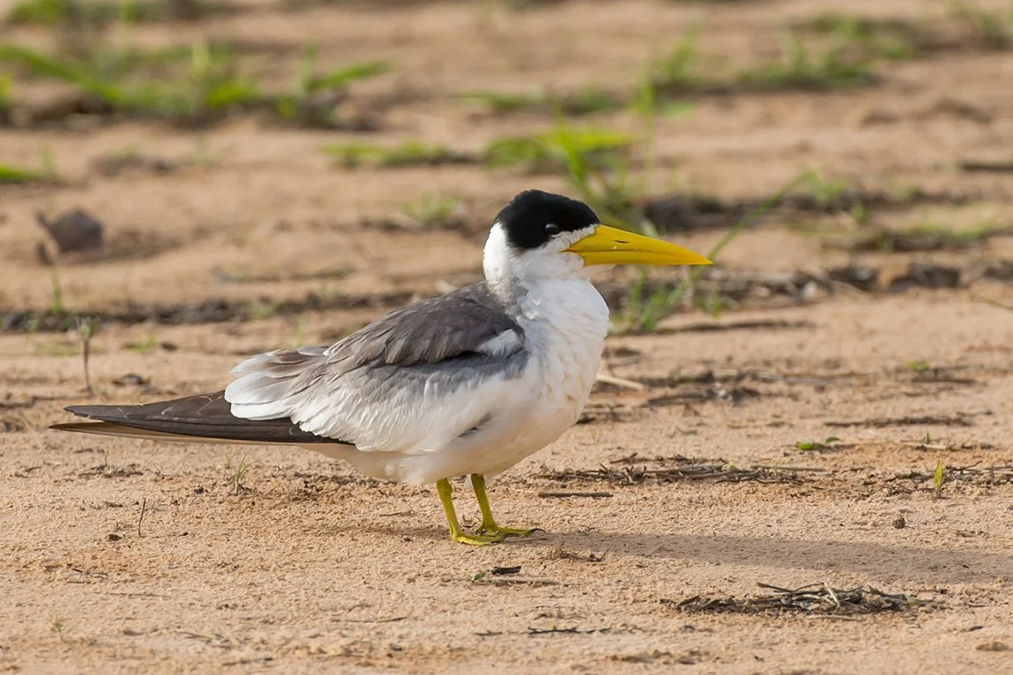 LARGE_BILLED_TERN_02.jpg